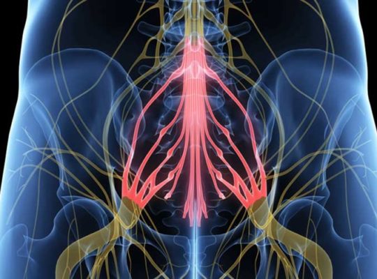 Ilustração digital dos nervos que formam a cauda equina no final da coluna