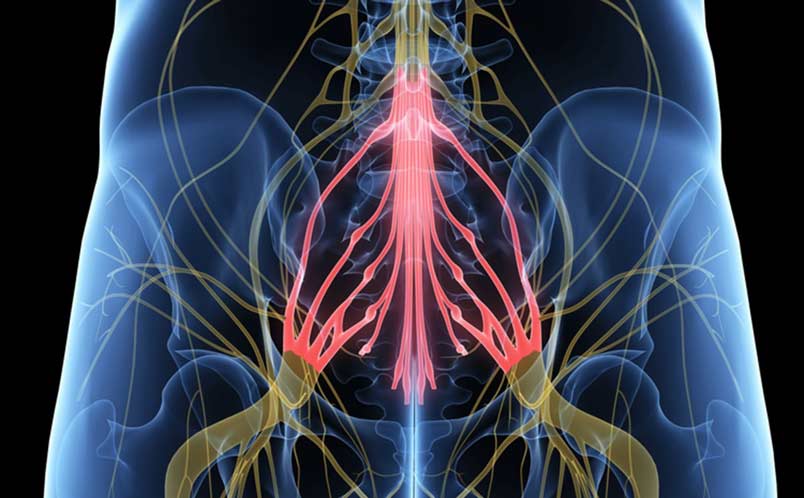 Ilustração digital dos nervos que formam a cauda equina no final da coluna